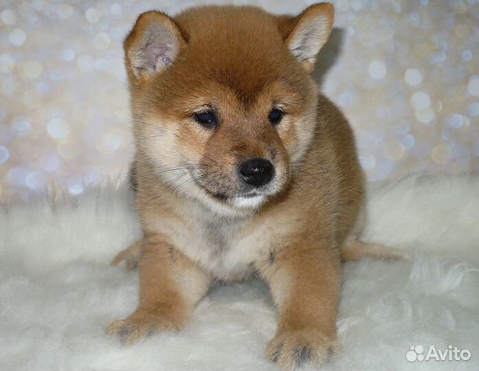 Продажа щенков в Новосибирске Сиба