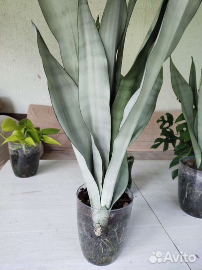 Сансевиерия муншайн. Закончились. Будут к весне