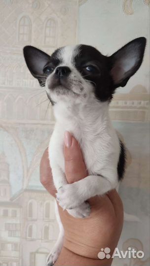 Чихуахуа мальчишки