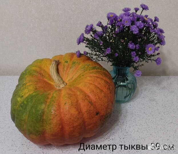 Тыква декоративная