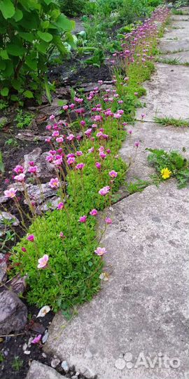 Растения для сада