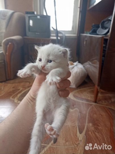 Кошки в добрые руки