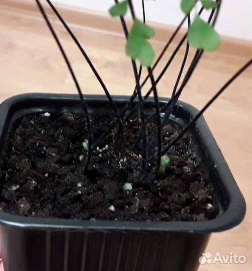 Адиантум венерин волос