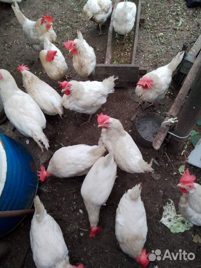 Куры несушки