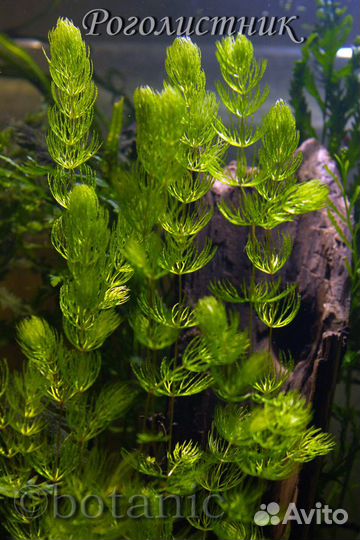 Аквариумные растения, креветки вишни