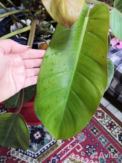 Филодендрон