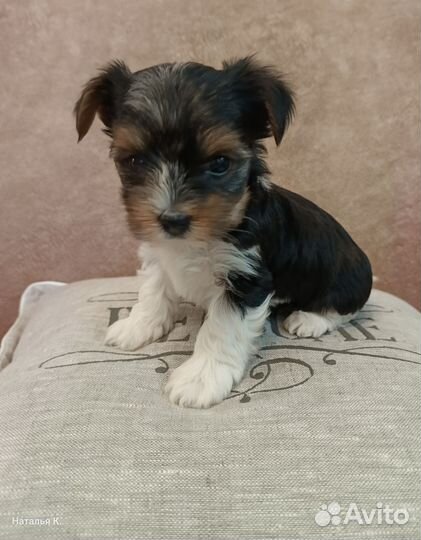 Щенки бивер йорка