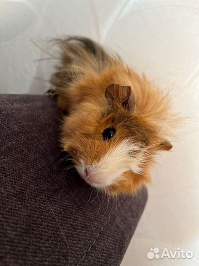 Морские свинки