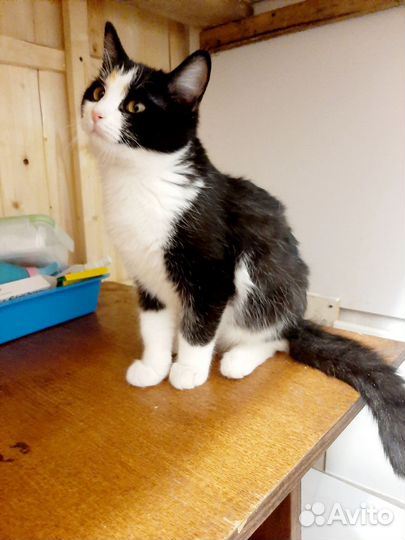 Котенок в добрые руки