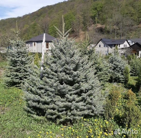 Саженцы ель голубая