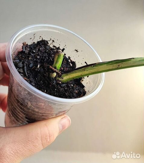 Монстера альба