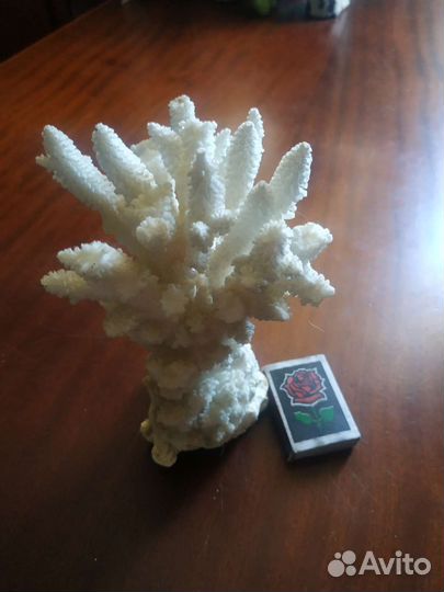 Морские кораллы