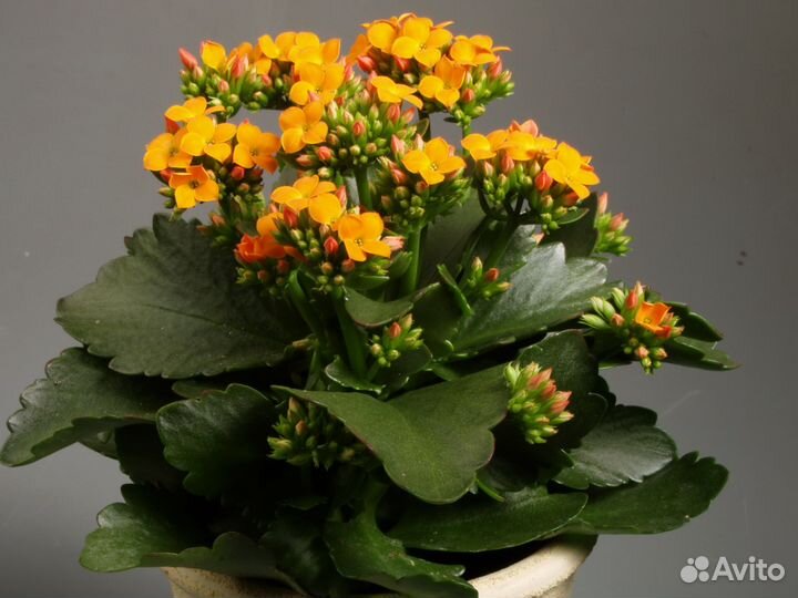 Черенки цветы Каланхоэ