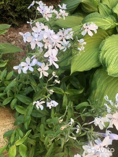 Флокс растопыренный