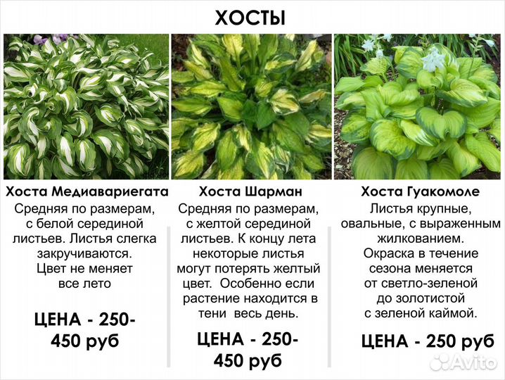 Гортензии, Клематисы, Цветы многолетние Цены от