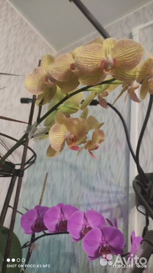 Орхидеи