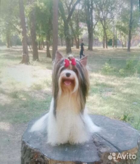 Йоркширский терьер