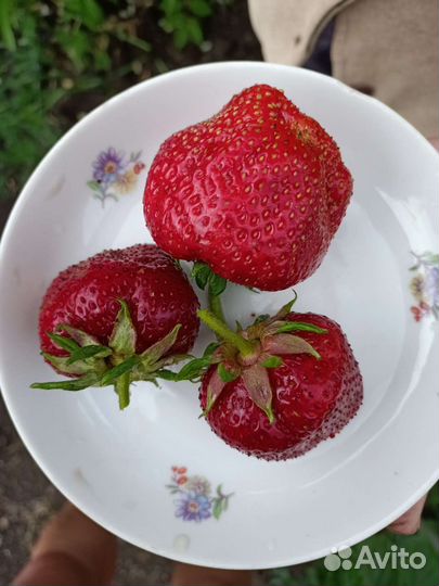 Семена клубники