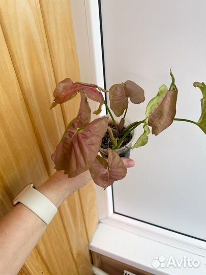 Синголиум неон