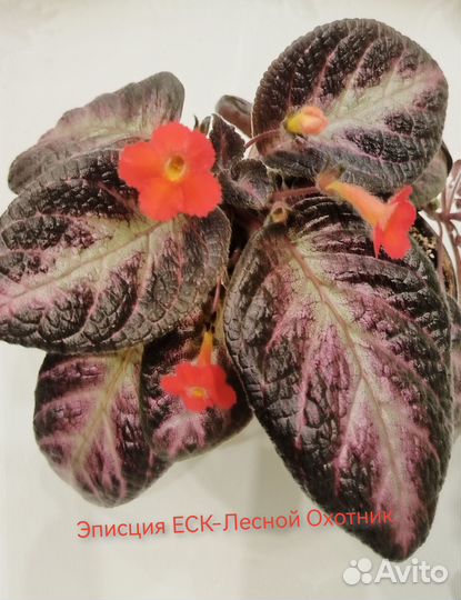 Эписции, коллизии