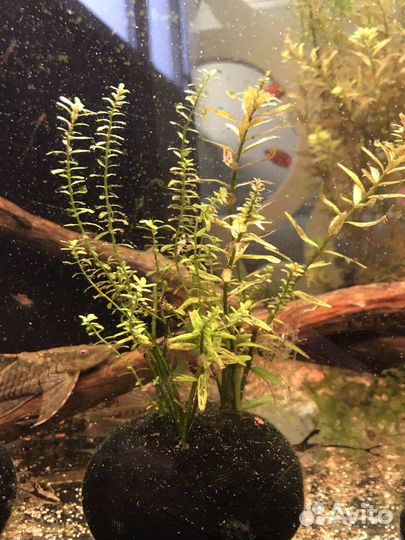 Аквариумные рыбки