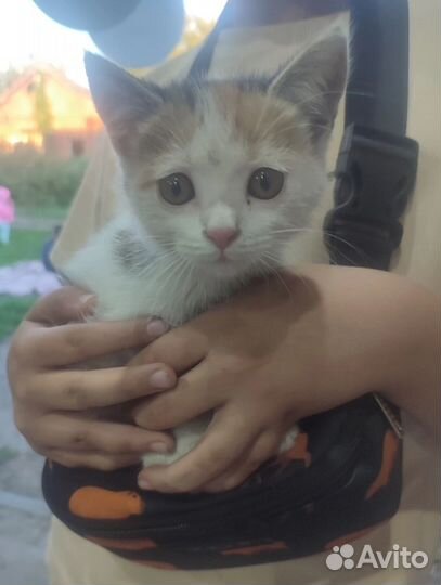 Девочке нужен дом