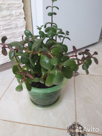 Цветы домашние разные