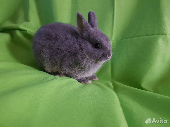 Кролик декоративный