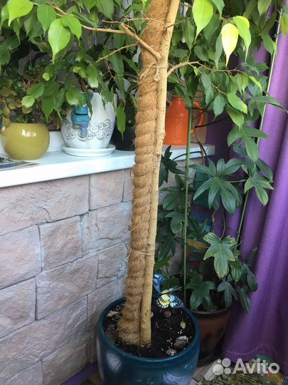 Фикус бенджамина большой