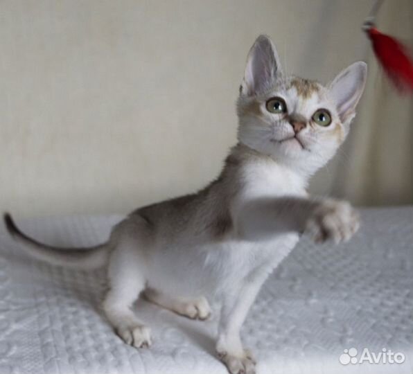 Сингапура,сингапурская кошка - котята питомник