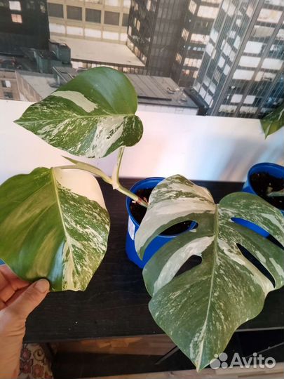 Монстера альба