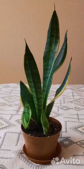 Сансевиерия трехполосная 