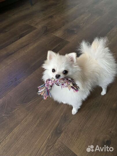 Весовой сухой корм для собак Royal canin