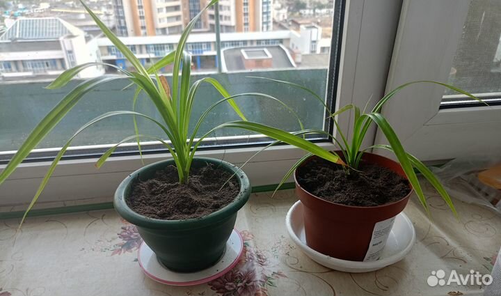 Укорененные отростки пальмы Панданус