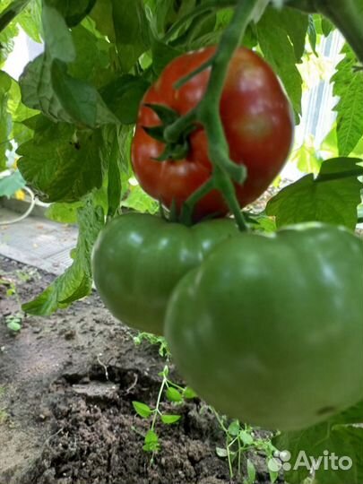 Черри и Балконное чудо рассада помидор томатов