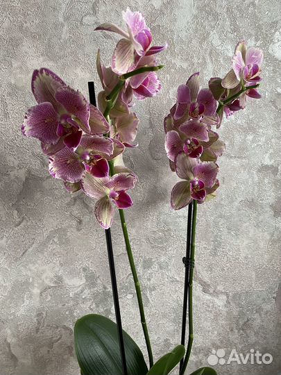 Орхидея фаленопсис бабочка