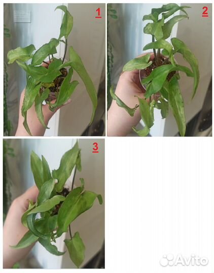 Продам Сингониумы/ Сингониум/ Syngonium