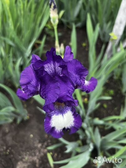 Ирисы сортовые