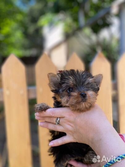 Йоркширский терьер