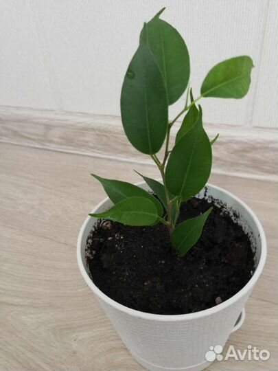 Фикус мелколистный