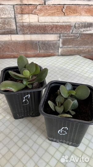 Толстянка денежное дерево саженцы