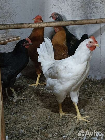 Молодые петухи