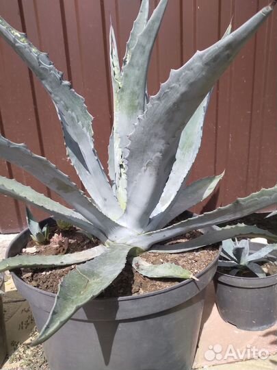 Суккуленты набор