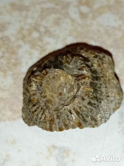 Окаменелость Ругоза