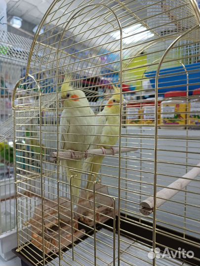 Попугай корелла