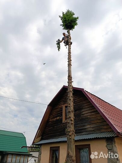 Спил деревьев