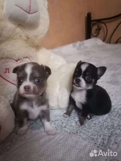Щенки чихуахуа мини