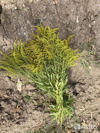 Травы для бани