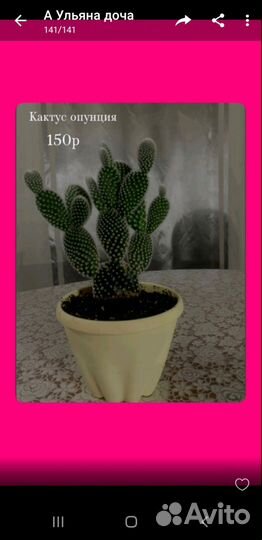 Кактусы и суккуленты