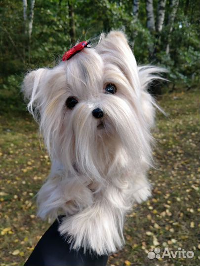 Собачка Йорк игрушка реалистичная